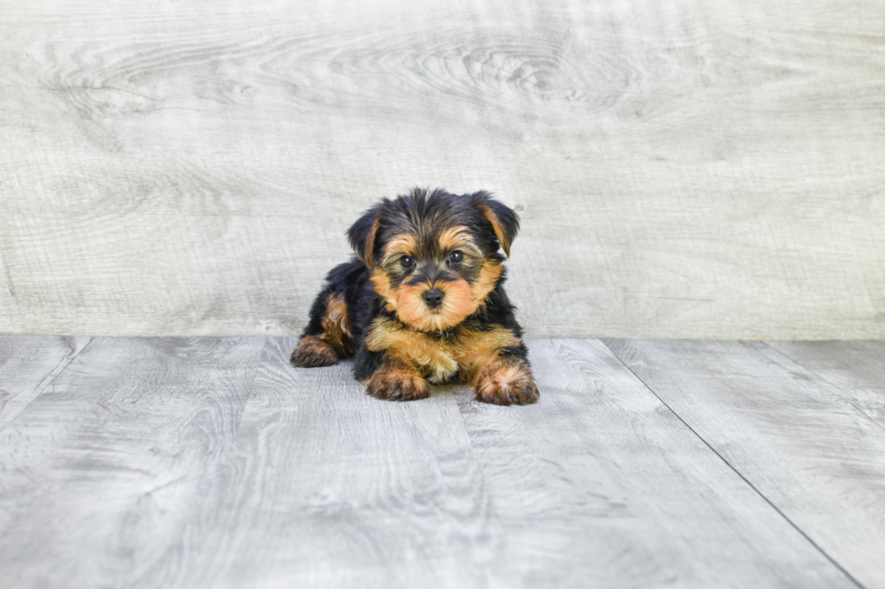 Meet Timmy - our Yorkshire Terrier Puppy Photo 