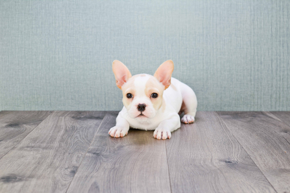 Playful French Bulldog Purebred Pup