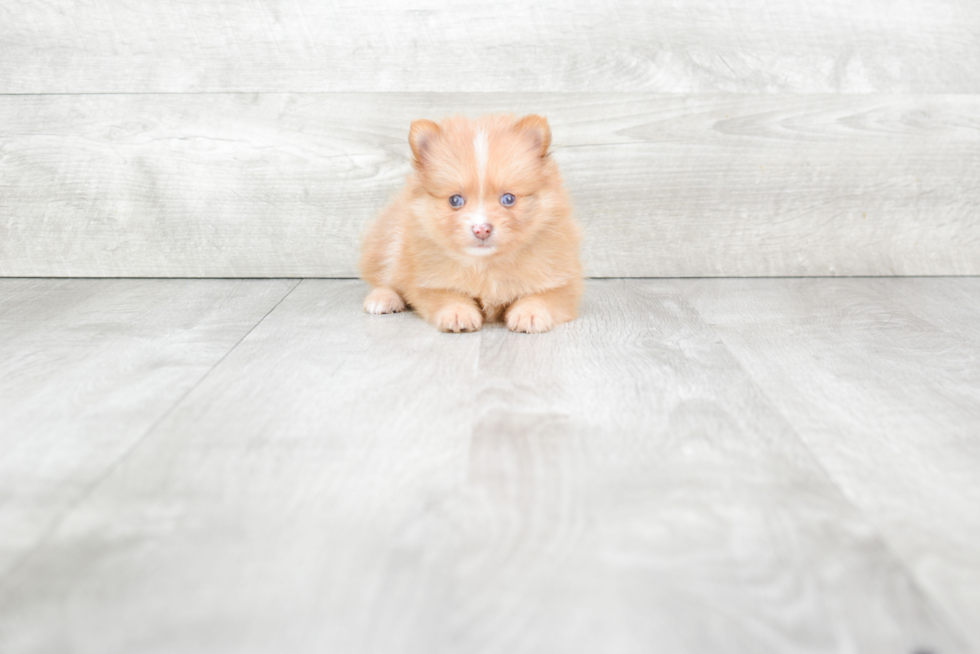 Smart Pomeranian Purebred Puppy