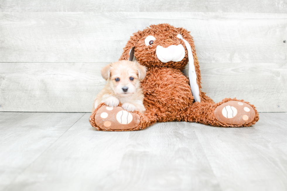 Hypoallergenic Yorkie Designer Puppy