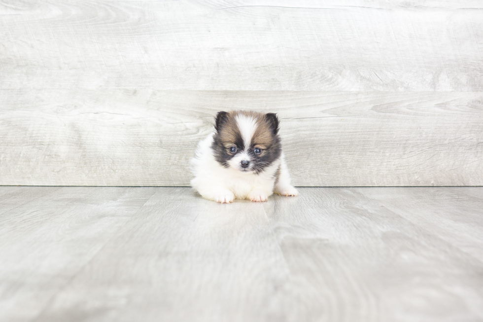 Pomeranian Pup Being Cute