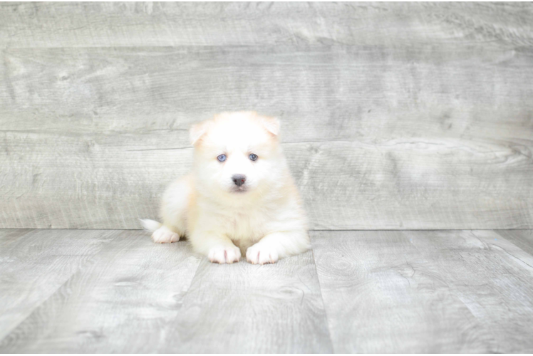 Hypoallergenic Mini Husky Designer Puppy