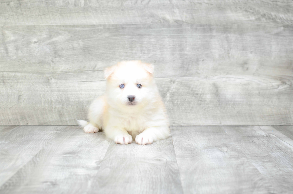 Hypoallergenic Mini Husky Designer Puppy