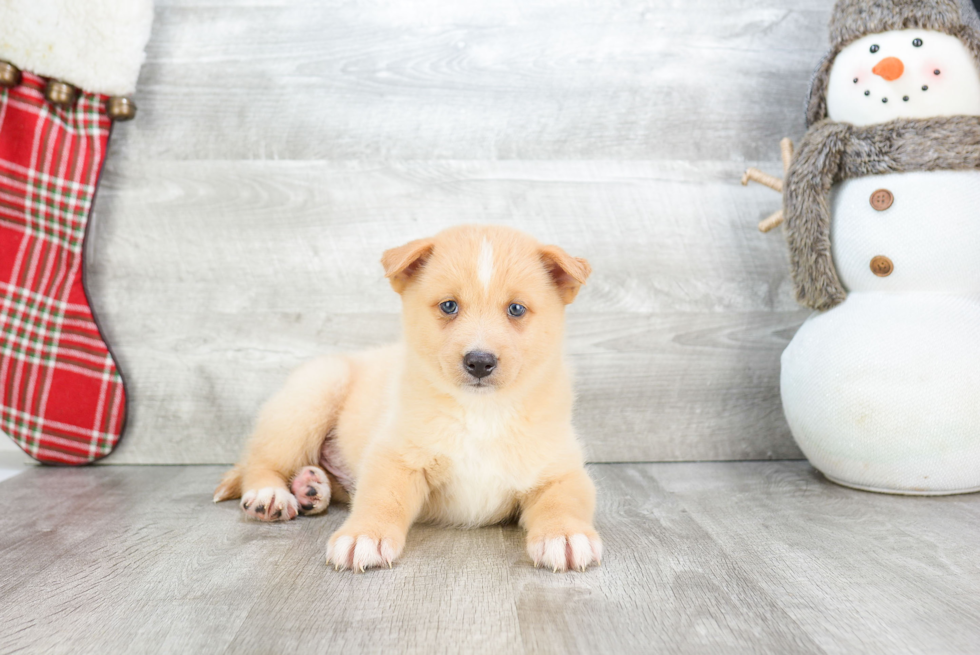 Best Pomsky Baby