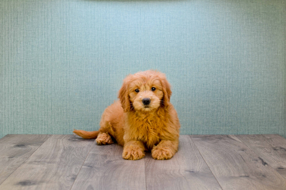 Happy Mini Goldendoodle Baby