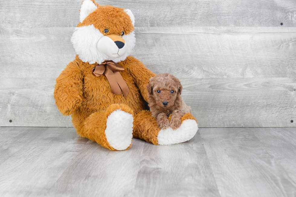 Best Mini Goldendoodle Baby