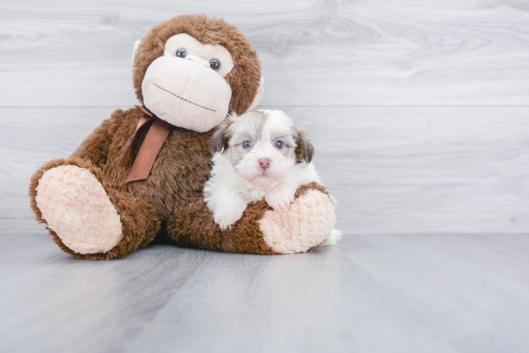 Havanese Pup Being Cute