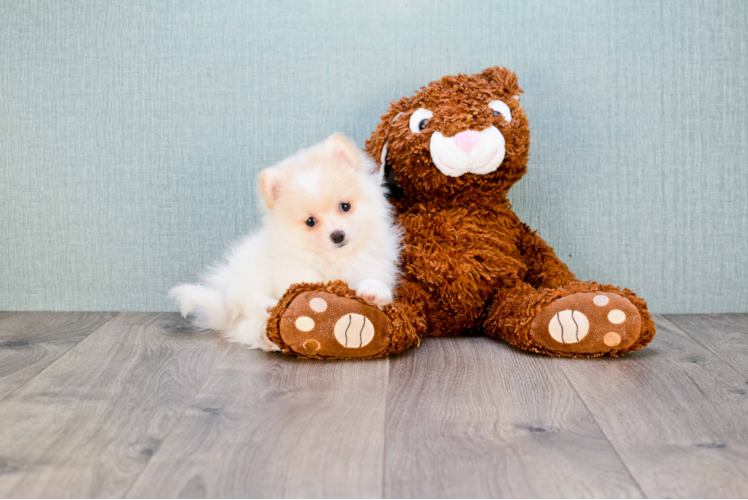 Pomeranian Pup Being Cute