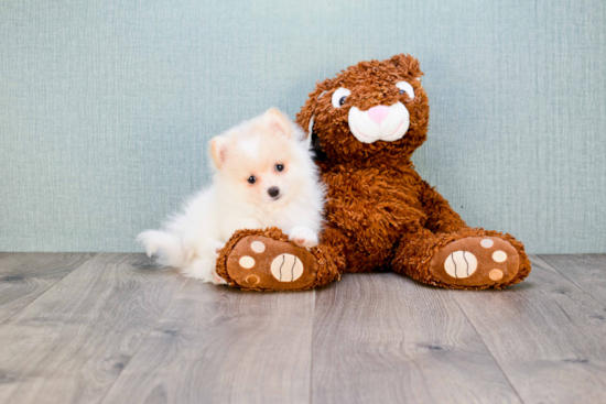 Pomeranian Pup Being Cute