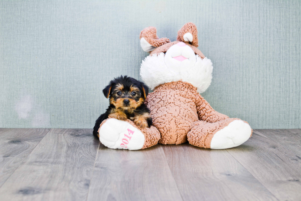 Meet Bella - our Yorkshire Terrier Puppy Photo 