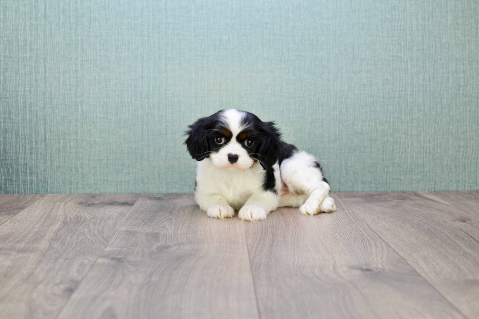 Akc Registered Cavalier King Charles Spaniel Baby