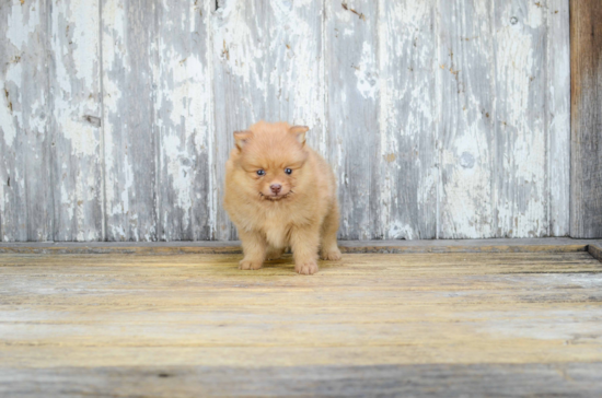 Smart Pomeranian Purebred Puppy