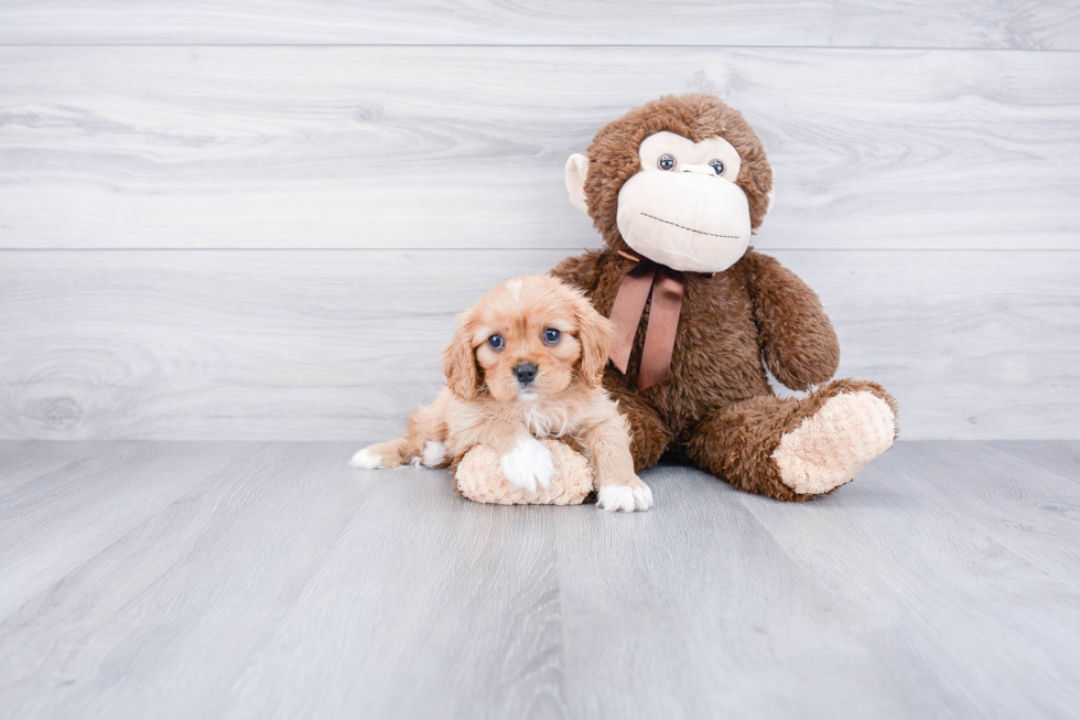 Smart Cavalier King Charles Spaniel Purebred Puppy