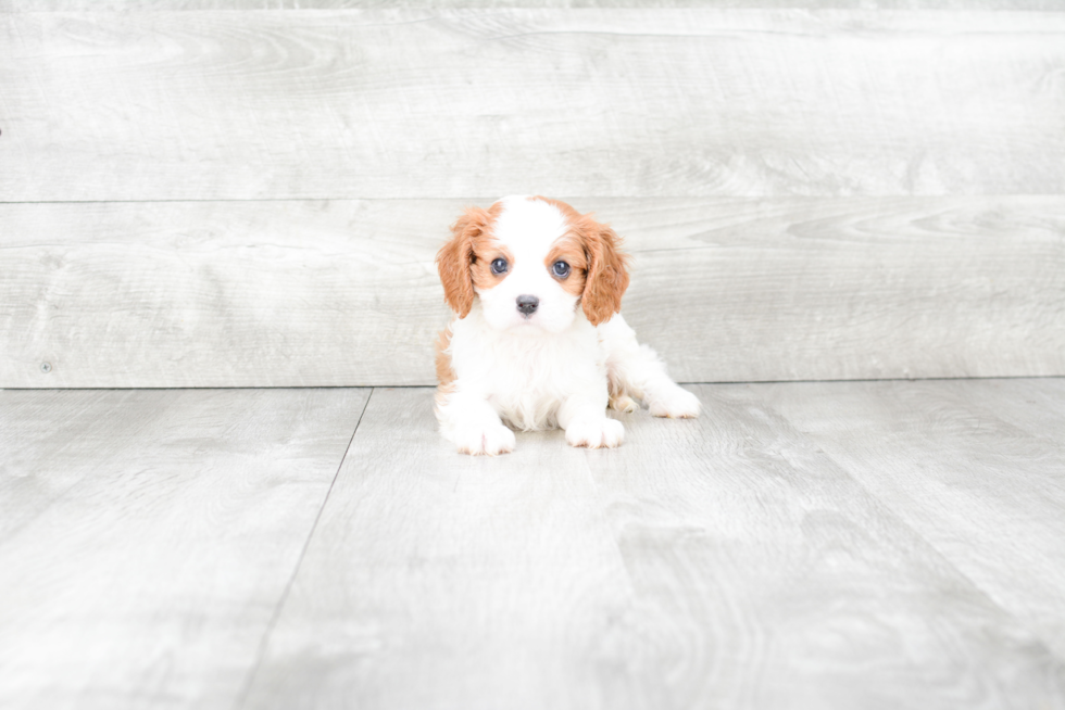 Best Cavalier King Charles Spaniel Baby