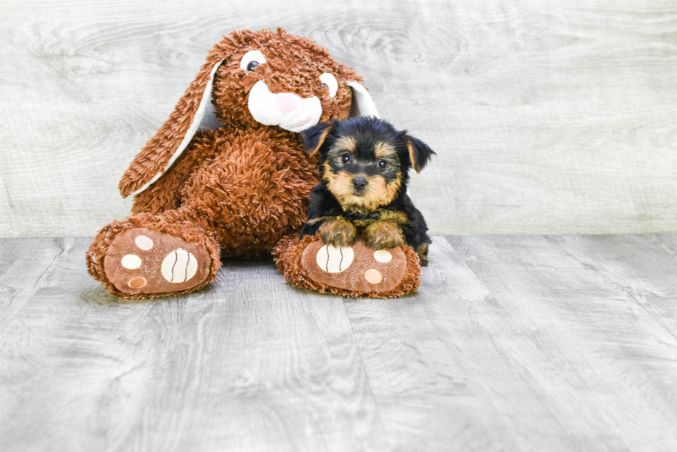 Meet Avery - our Yorkshire Terrier Puppy Photo 