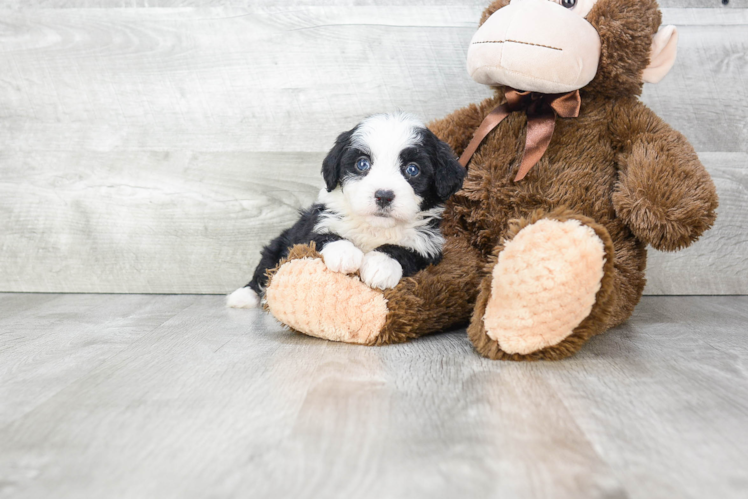 Mini Bernedoodle Puppy for Adoption