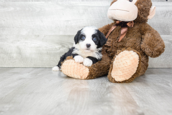 Mini Bernedoodle Puppy for Adoption