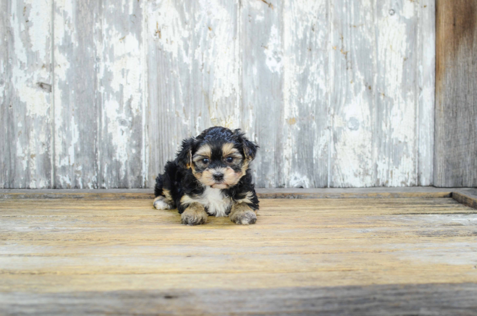 Sweet Morkie Baby