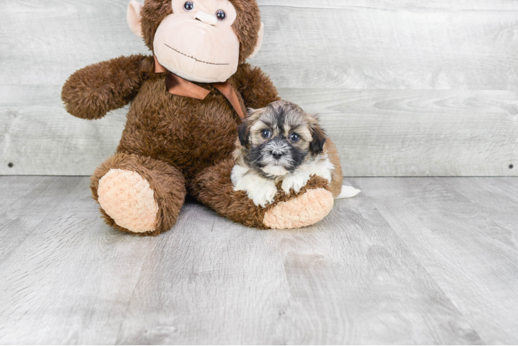 Havanese Puppy for Adoption