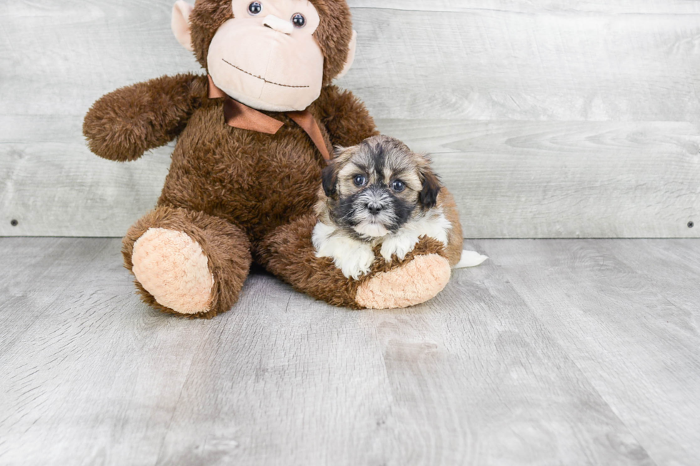 Havanese Puppy for Adoption