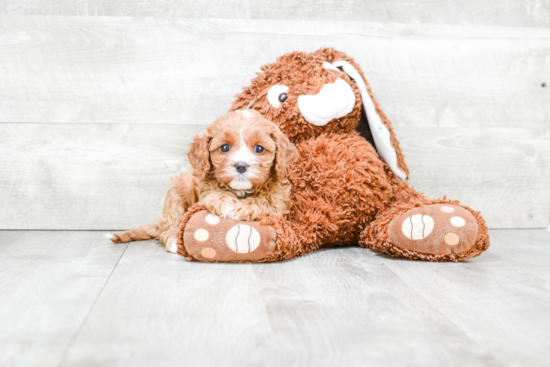 Cute Cavapoo Baby