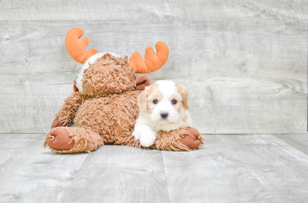 Cavachon Puppy for Adoption