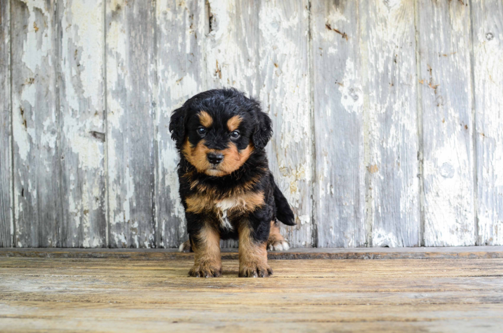 Best Mini Bernedoodle Baby