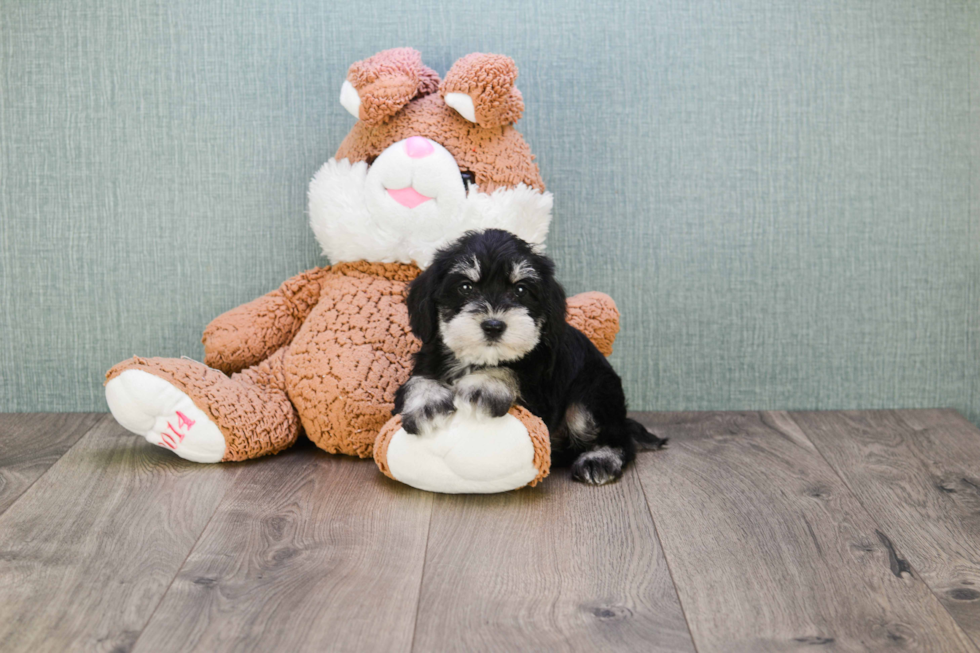 Cute Mini Schnauzer Mix Pup