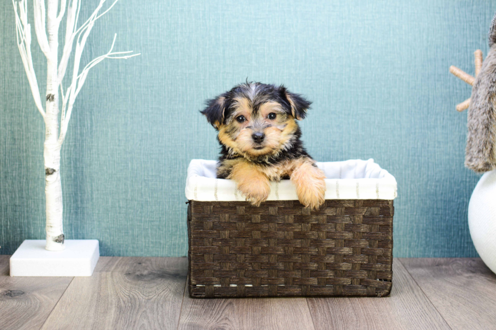 Morkie Puppy for Adoption