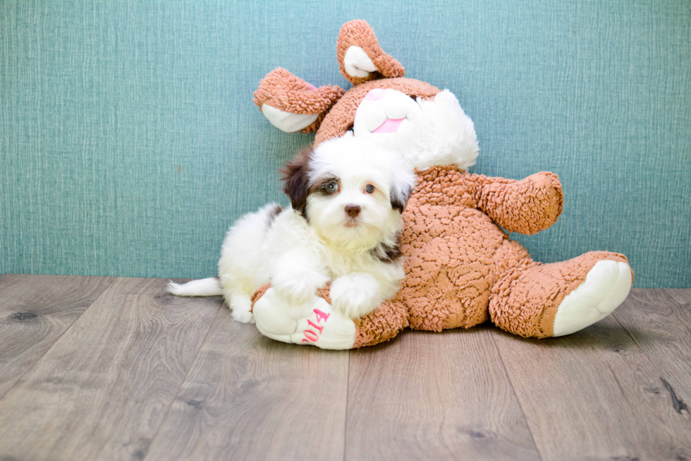 Fluffy Teddy Bear Designer Pup