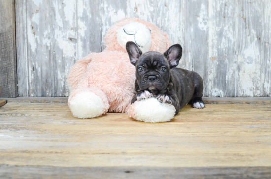 Little French Bulldog Purebred Pup