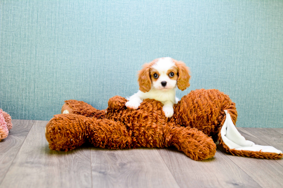 Little Cavalier King Charles Spaniel Purebred Pup