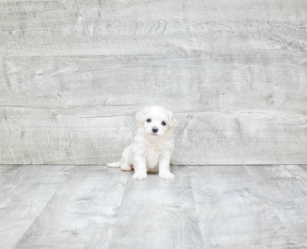 Maltipoo Puppy for Adoption