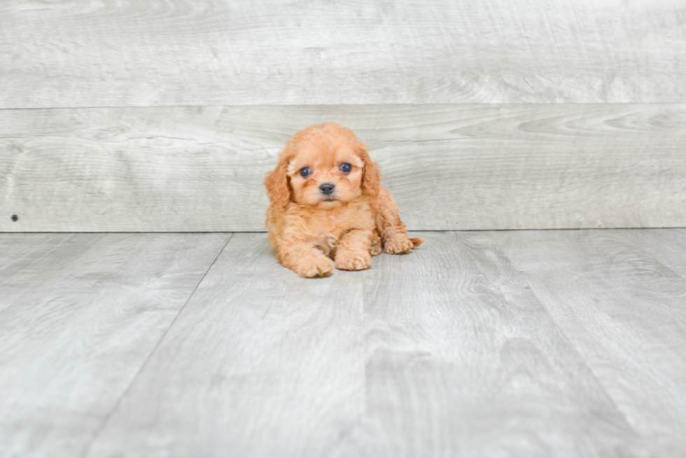 Cavapoo Puppy for Adoption