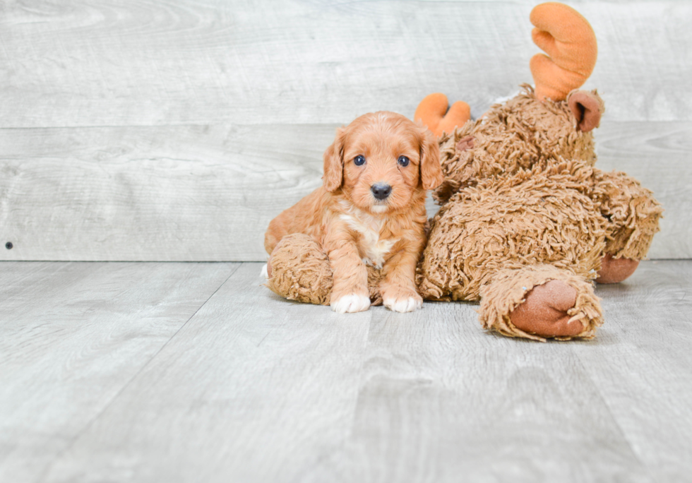 Fluffy Cavapoo Poodle Mix Pup