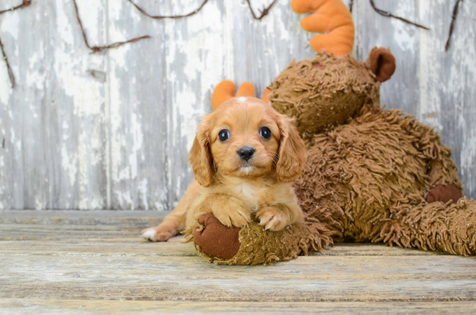 Cavalier King Charles Spaniel Puppy for Adoption