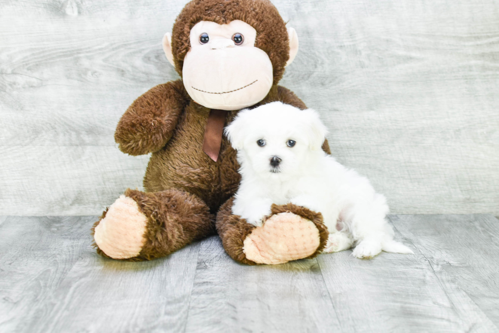 Hypoallergenic Shichon Designer Puppy