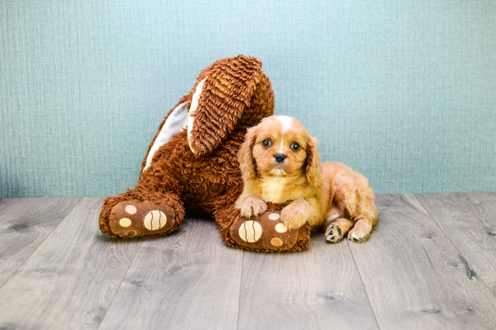 Cavalier King Charles Spaniel Pup Being Cute