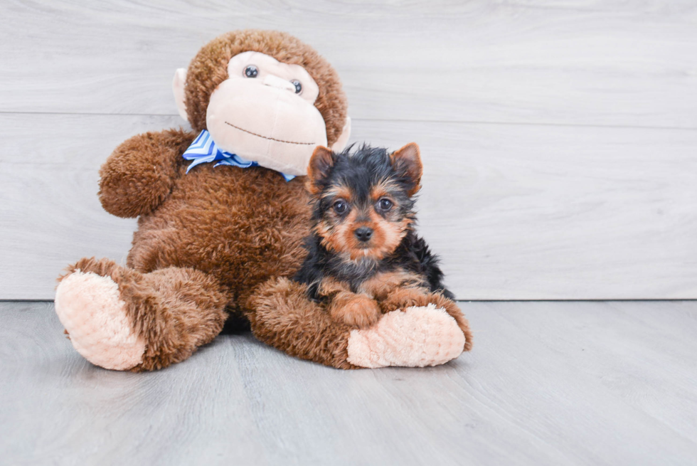 Meet Steph - our Yorkshire Terrier Puppy Photo 