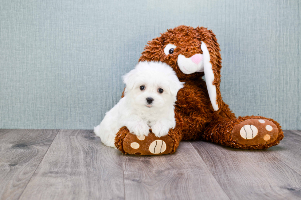 Maltese Puppy for Adoption