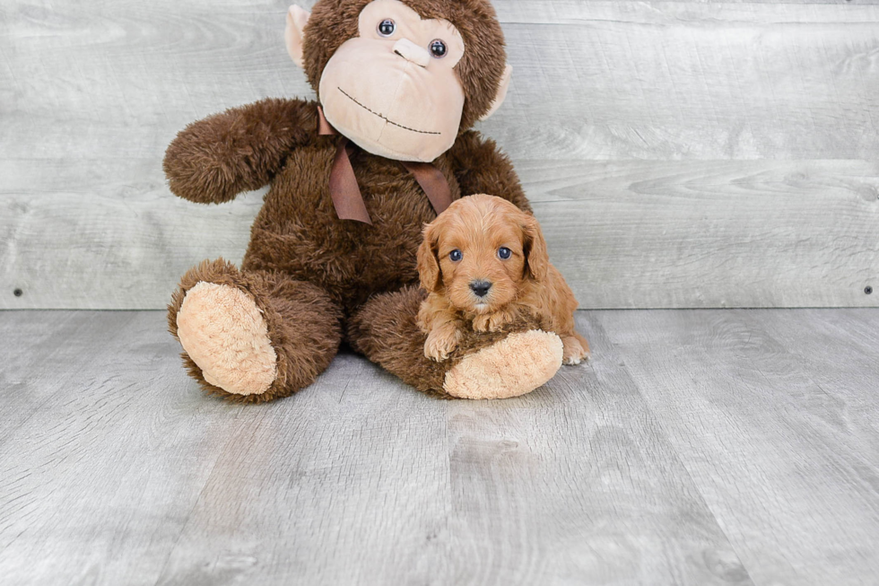 Small Cavapoo Baby