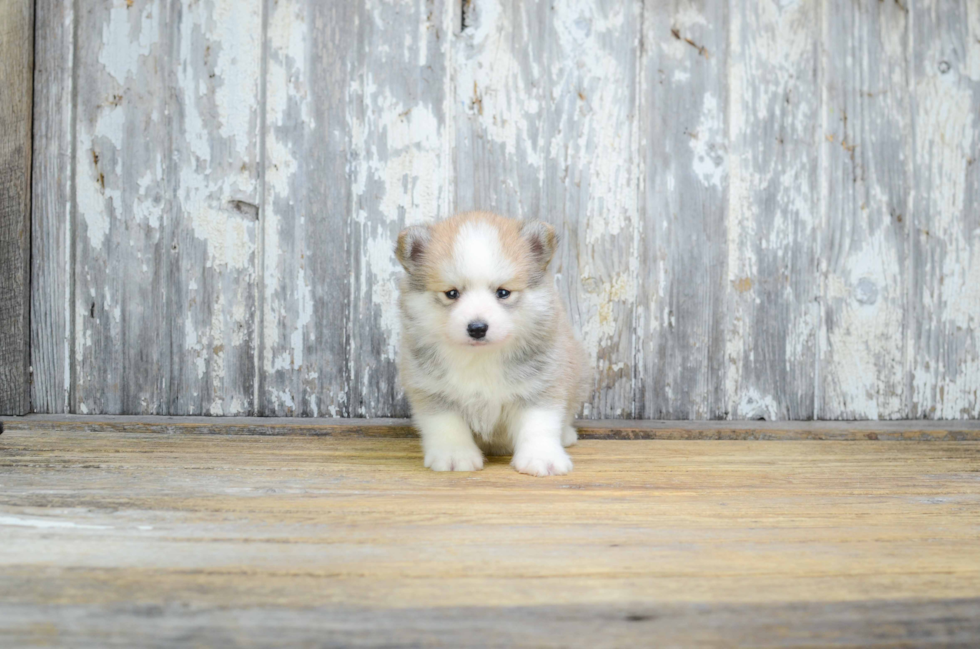 Best Pomsky Baby