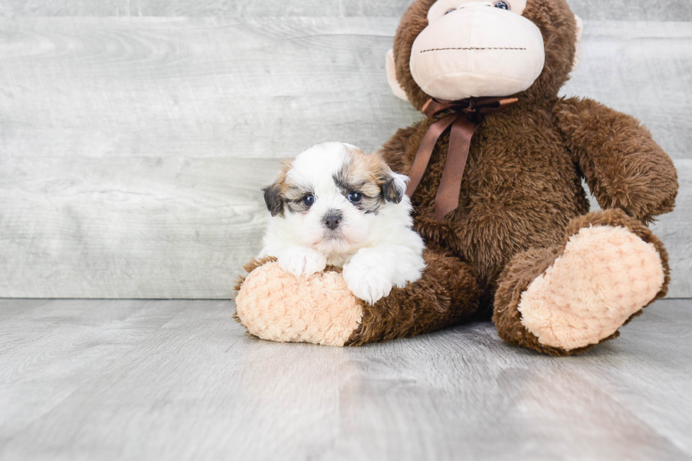 Teddy Bear Pup Being Cute