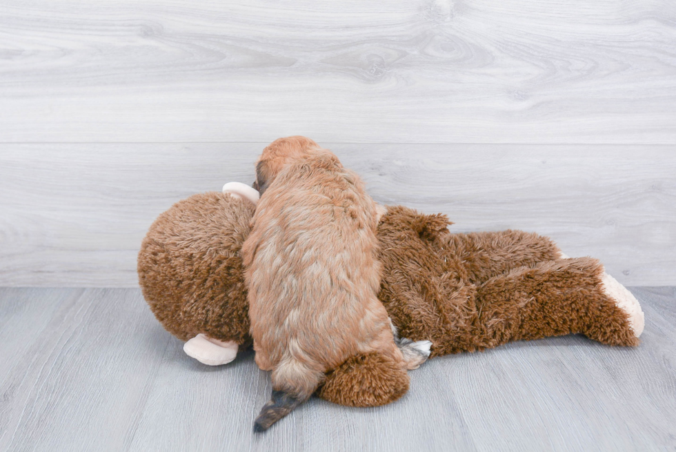 Happy Havanese Purebred Puppy