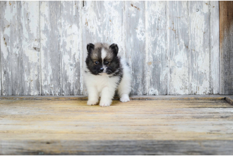 Adorable Pomeranian Purebred Puppy