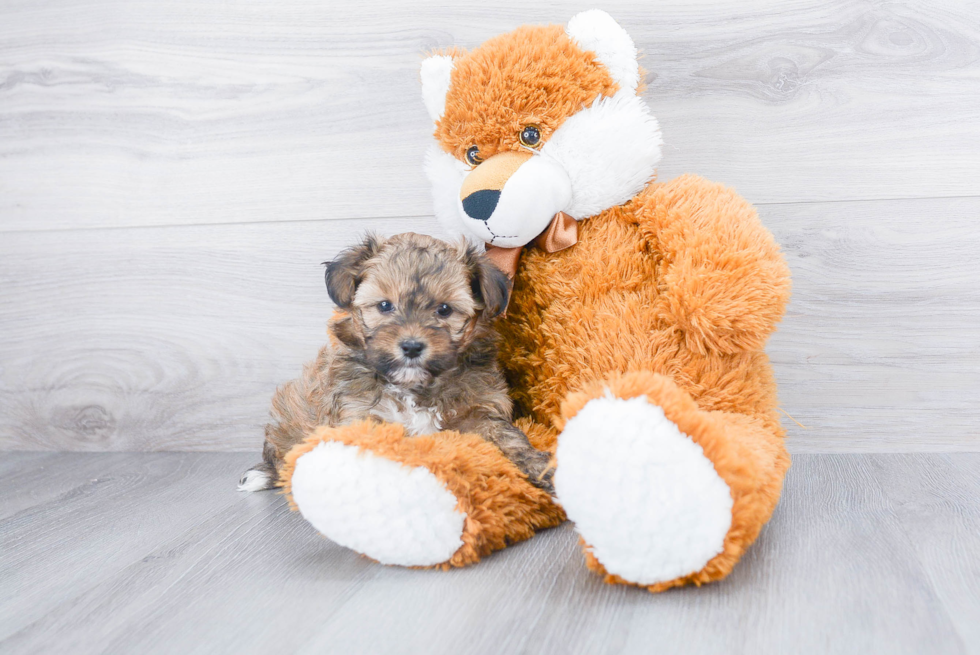 Adorable Yorkie Doodle Poodle Mix Puppy