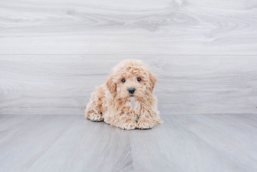 Playful Maltepoo Poodle Mix Puppy