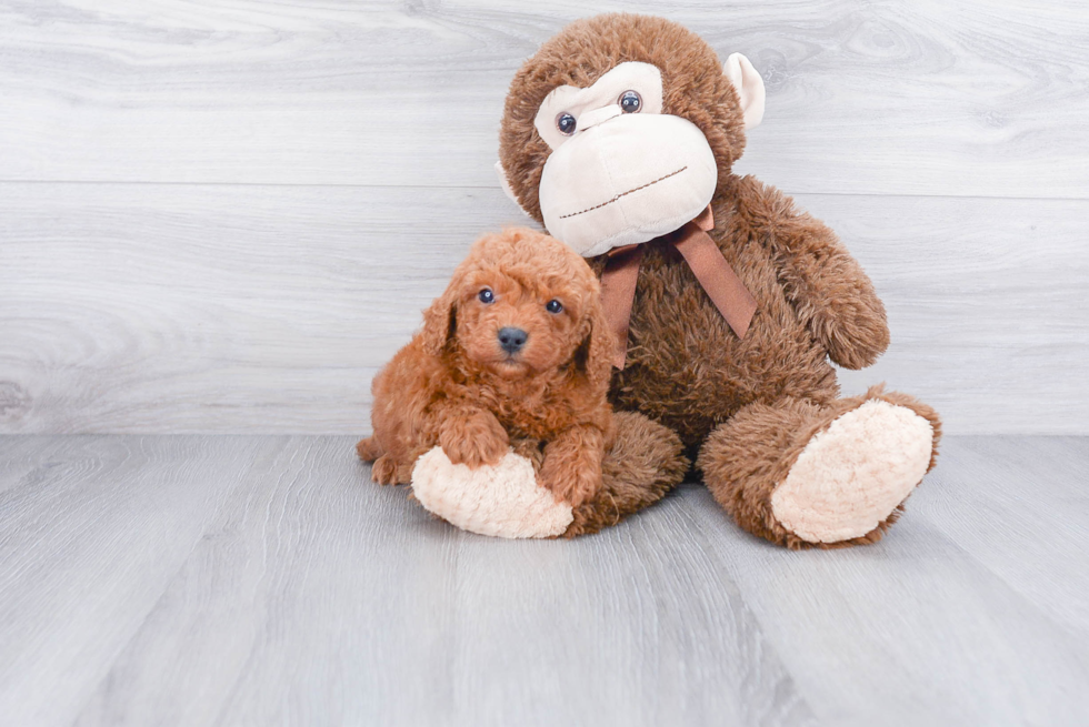 Energetic Golden Retriever Poodle Mix Puppy