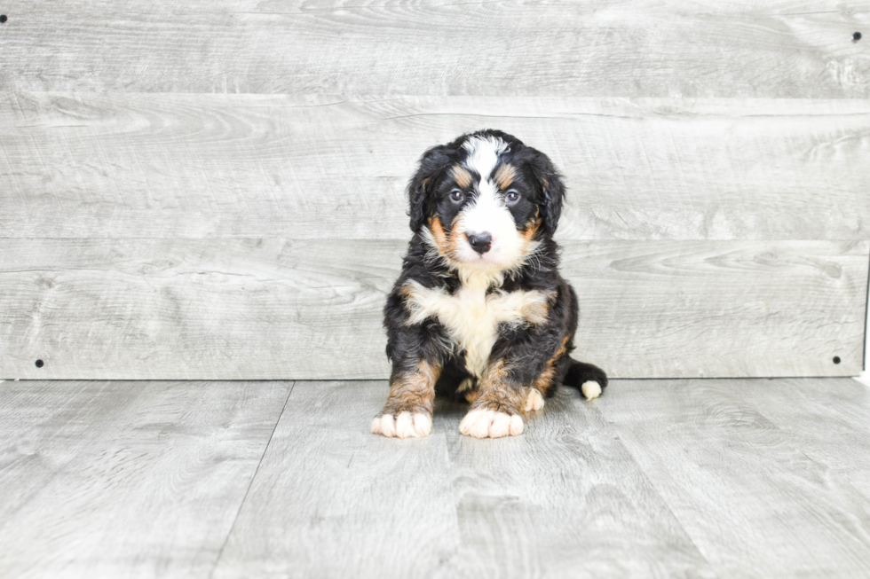 Mini Bernedoodle Pup Being Cute