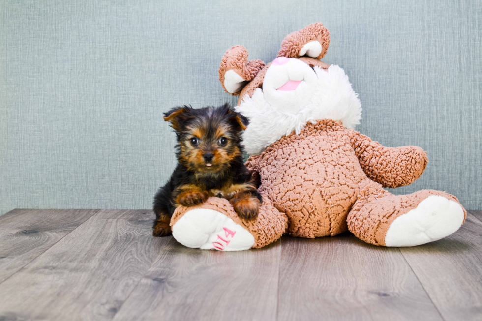 Meet Roscoe - our Yorkshire Terrier Puppy Photo 